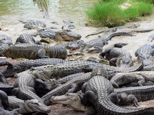 Getting Out of the Alligator Pit